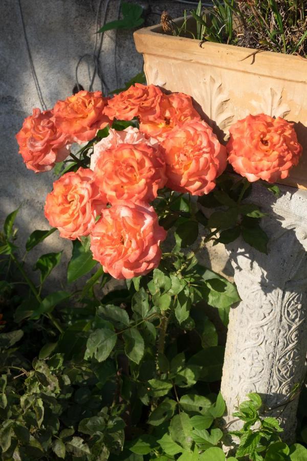 Microborgopasca Bed & Breakfast Sannicola Bagian luar foto
